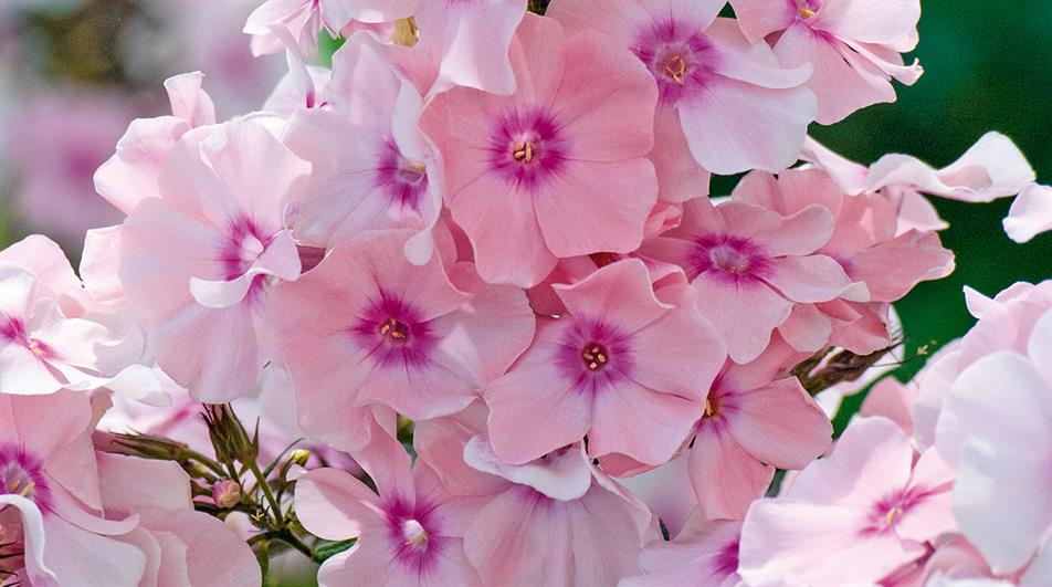 Rosa 'Pastell' - credit all pictures: Floramedia Database